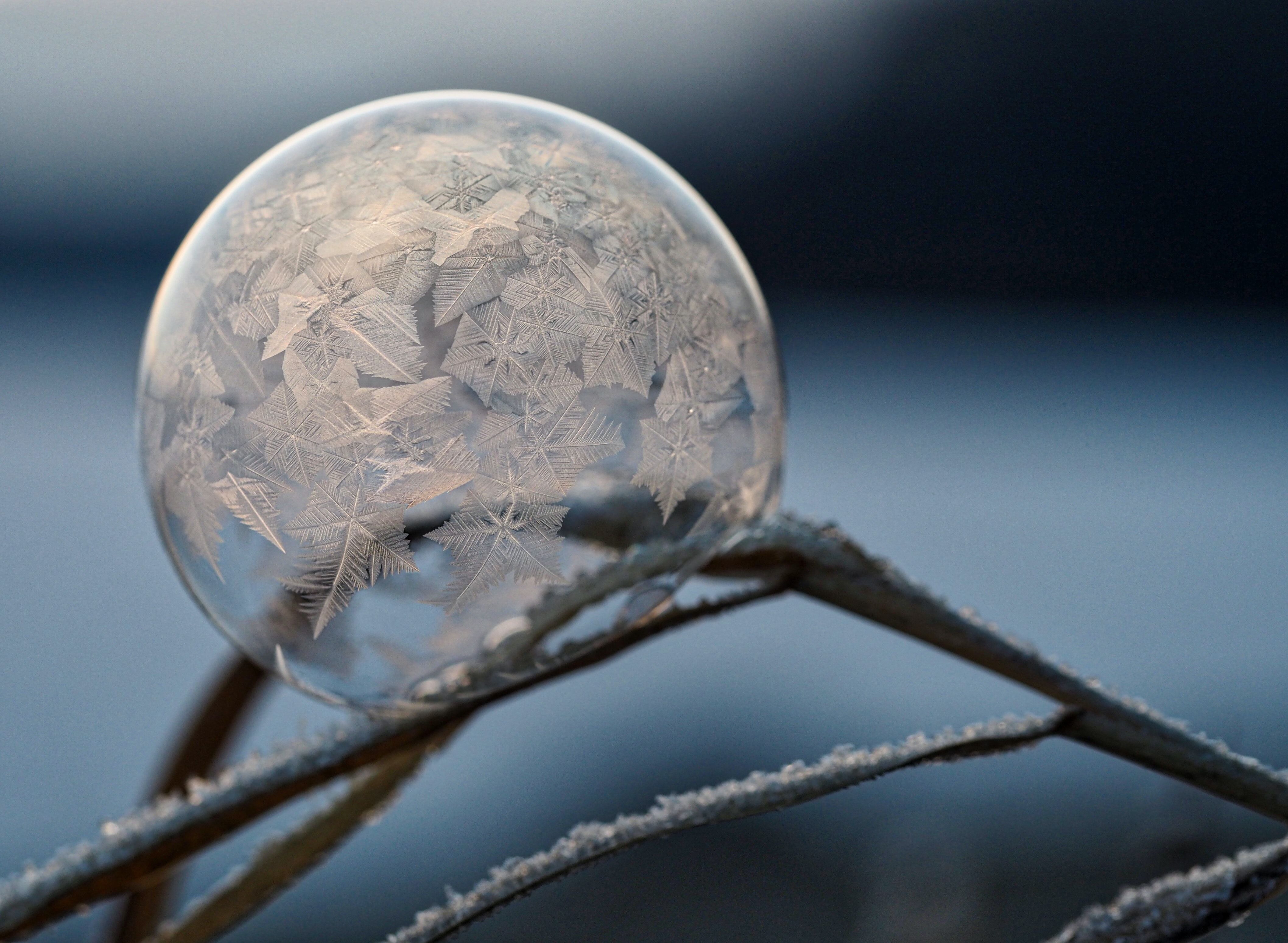 Delicate frozen bubble on a twig