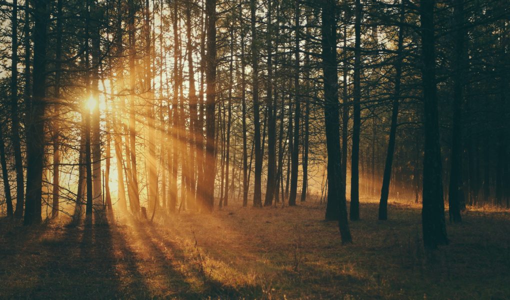 sunlight bursting through trees