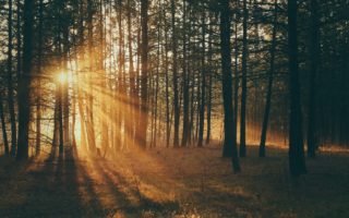 sunlight bursting through trees