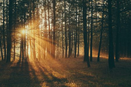 sunlight bursting through trees